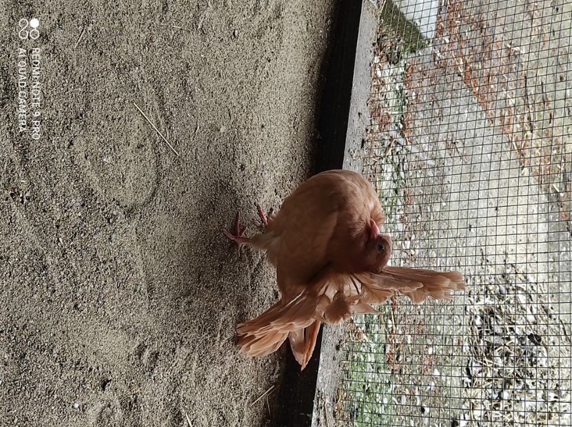  - Voltati galbeni Almond linia Noua