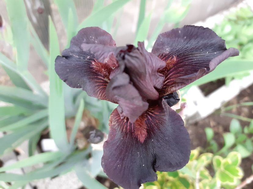 Cranapple - Iris 2021