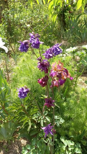 IMG-20210516-WA0056 - plante de primavara