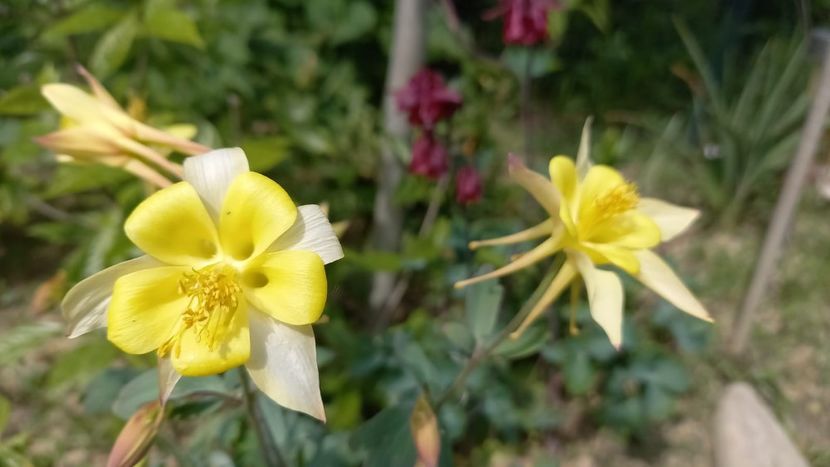 IMG-20210516-WA0054 - plante de primavara