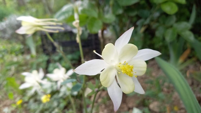 IMG-20210516-WA0036 - plante de primavara