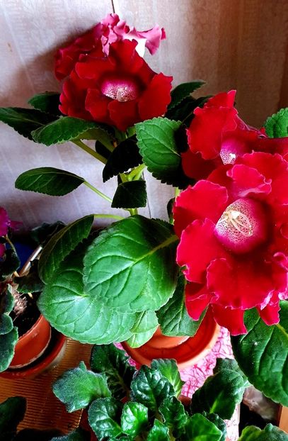 18.05.2021 - Gloxini 2012-2025