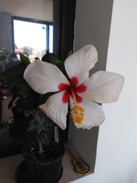  - HIBISCUS 2021