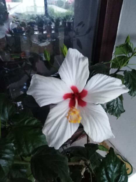  - HIBISCUS 2021