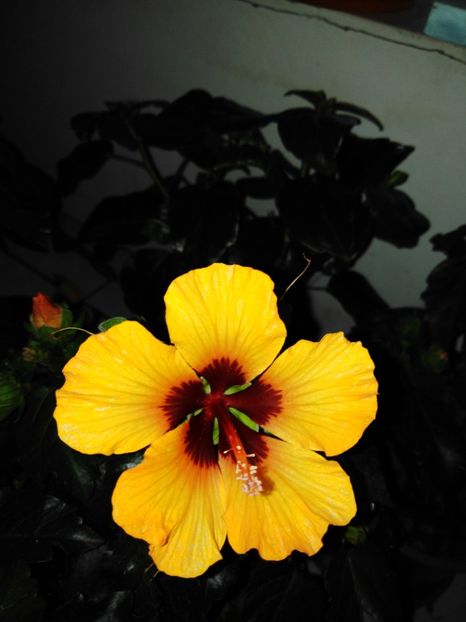  - HIBISCUS 2021