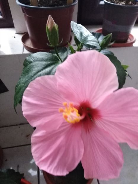  - HIBISCUS 2021