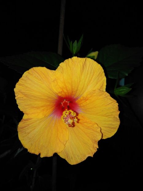  - HIBISCUS 2021