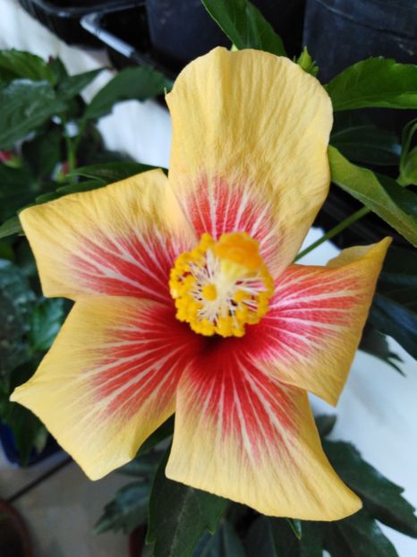 - HIBISCUS 2021