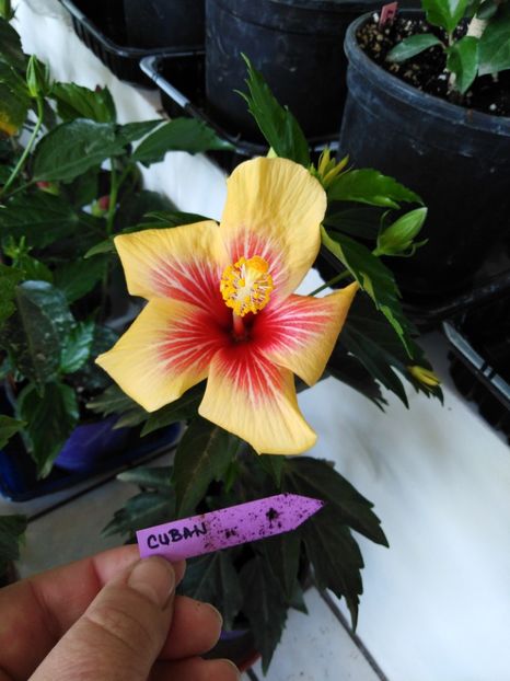  - HIBISCUS 2021