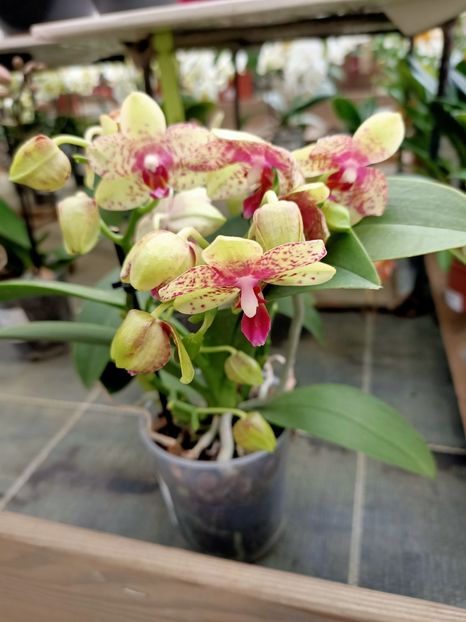 20210512 - A -Magazin