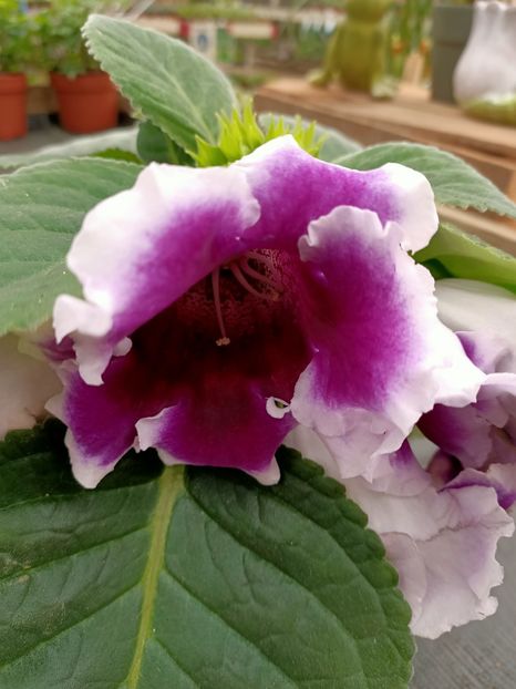 20210512 - A -Magazin