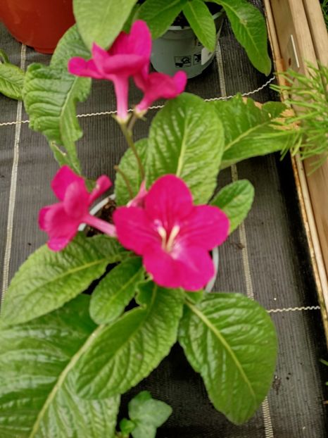 20210512 - A -Magazin