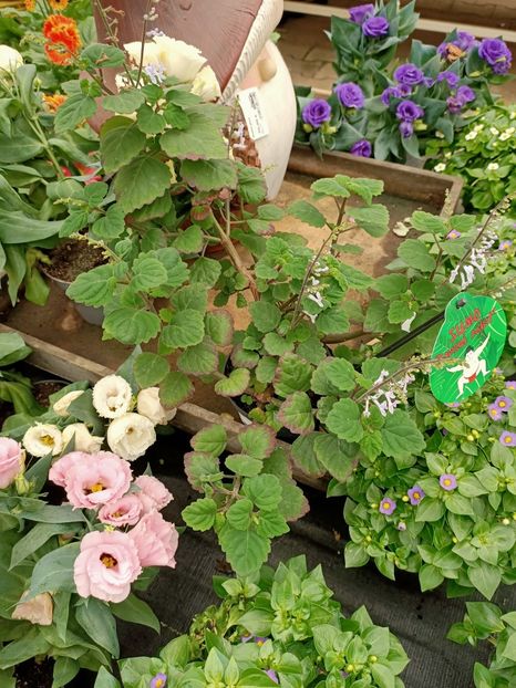 20210512 - A -Magazin