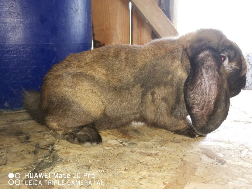 18.05.2021 - MASCUL_4_THURINGER