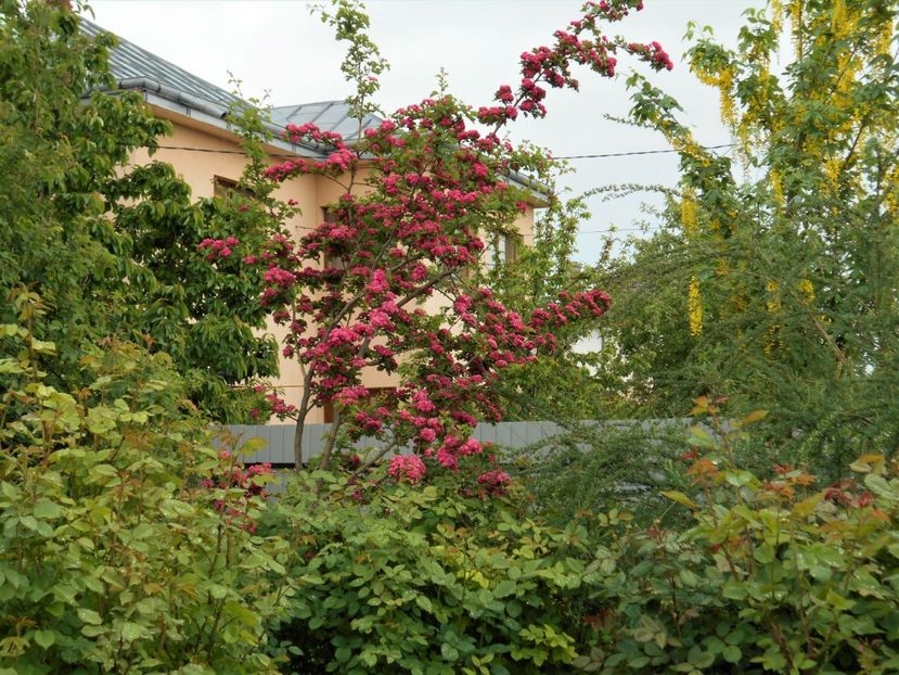 crataegus paul's scarlet - 2021