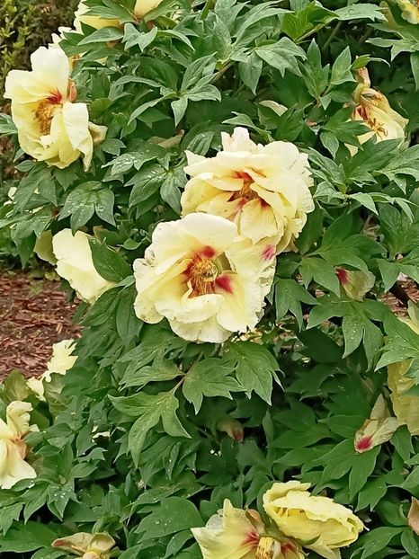  - 1 Achiziție nouă