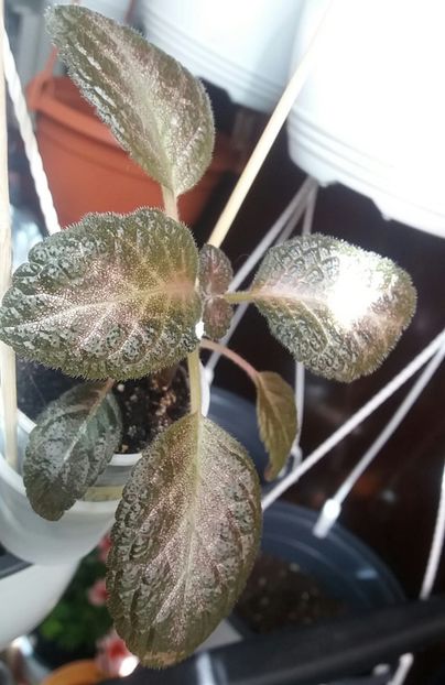 Raspberry Blush - Episcia