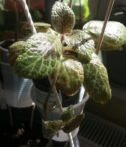 Silver Dust - Episcia