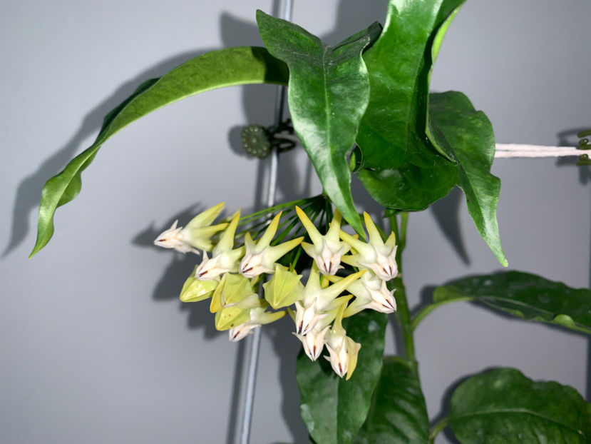  - Plante de interior 2021