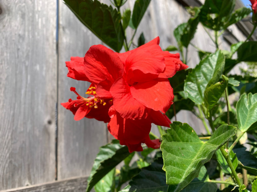  - Jurnalul gradinii 2021