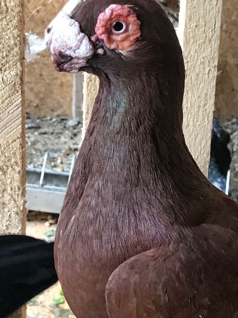 1EC32E1F-8378-494E-AB7D-E6C413DF5F62 - Berberi2021