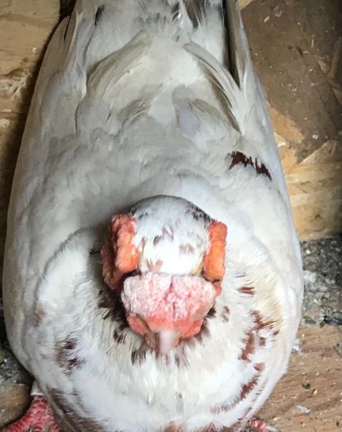 0B5179E0-FA1B-497E-98CC-94C8E8A8FFBD - Berberi2021