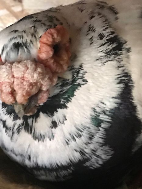 BDDFFF52-BA53-4E6E-99B5-06CCE81398B1 - Berberi2021