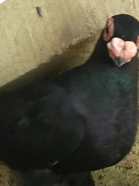 F960D055-A9D8-4577-AA8D-BD9236732F25 - Berberi2021