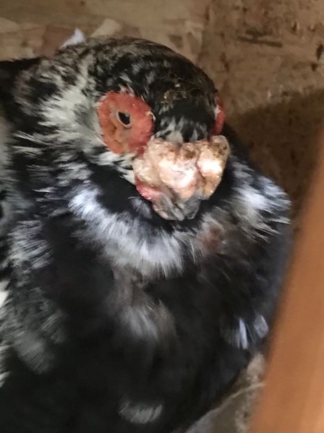 77BB62C5-7179-43BC-A27B-6B872D6EEC5F - Berberi2021