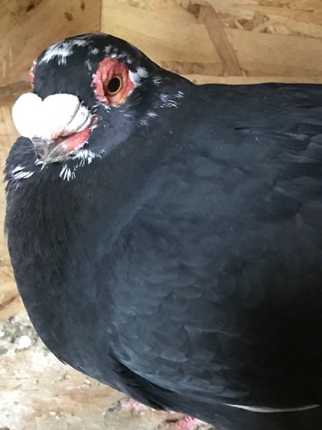 640123C6-3905-4CB2-B3FC-D72B5AF0F355 - Berberi2021