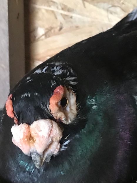 B366FF3D-9BE2-48AF-973C-389640BFCF07 - Berberi2021