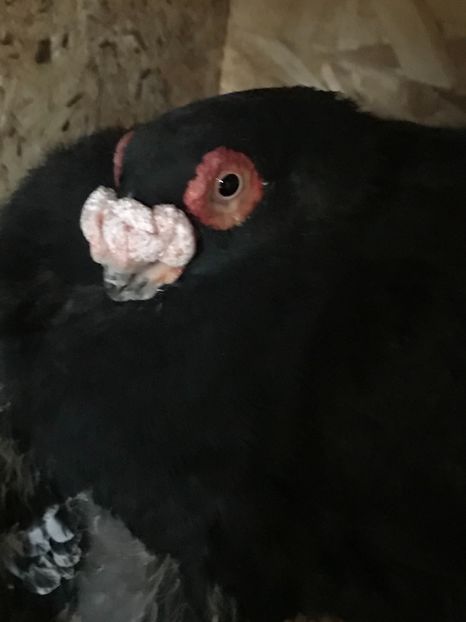 189DCAAF-5A68-48B8-9D3E-2E232BEC312B - Berberi2021