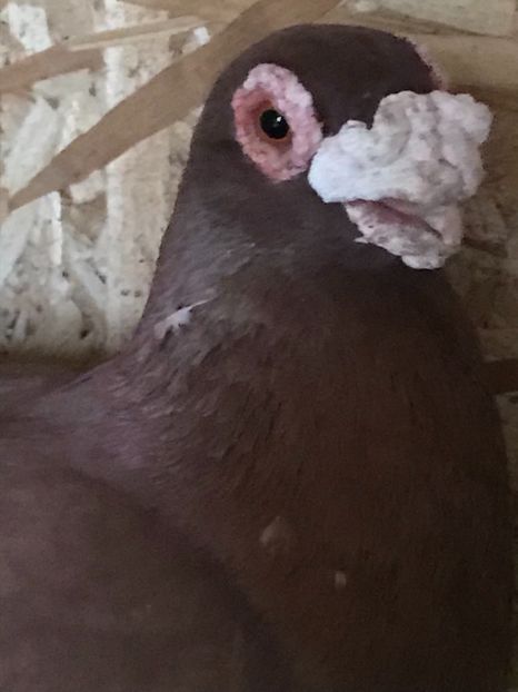 05B45FE9-D19E-47CE-A33D-BBECB536DA94 - Berberi2021