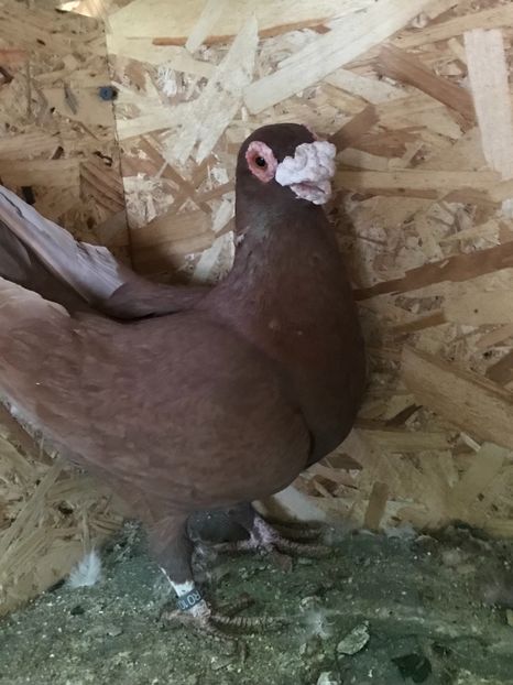 B50469C9-45B4-4138-8E8B-1731B05120C2 - Berberi2021