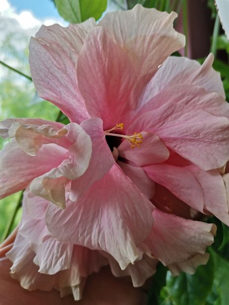  - Hibiscus 2015-2024