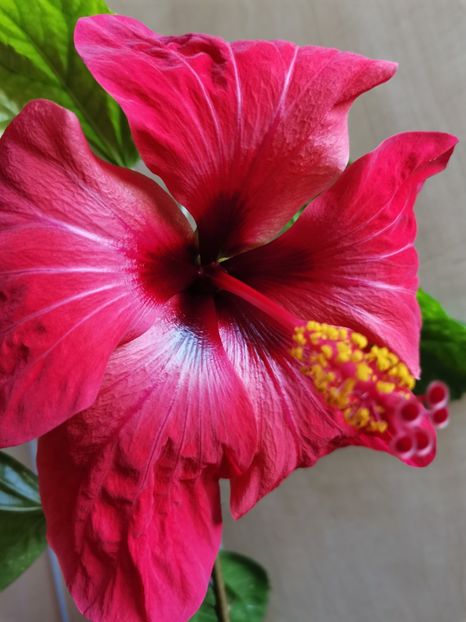  - Hibiscus 2015-2024