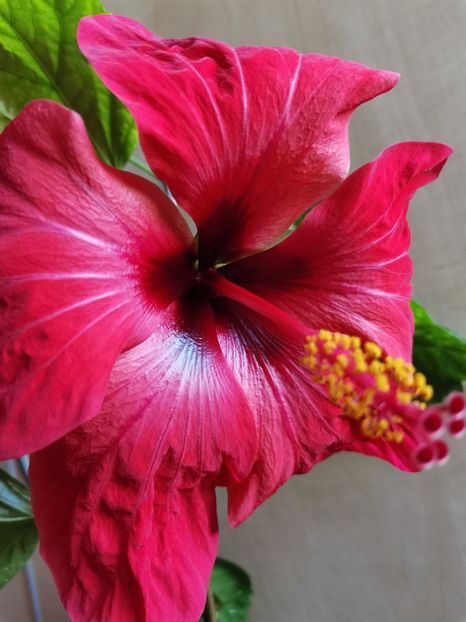 - Hibiscus 2015-2024