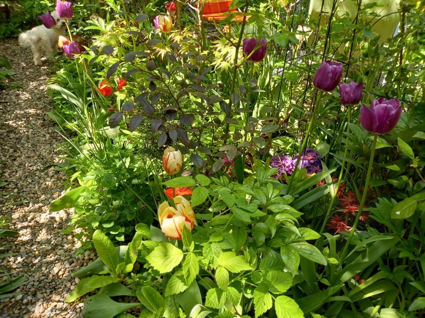  - Grădina 2021 continuare 1