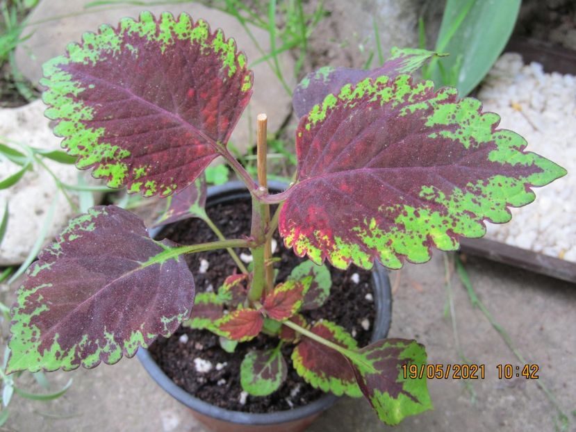  - COLEUS