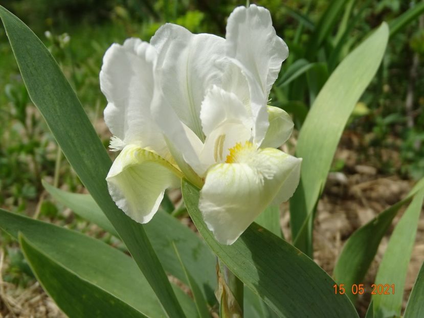  - Irisi si bujori 2021