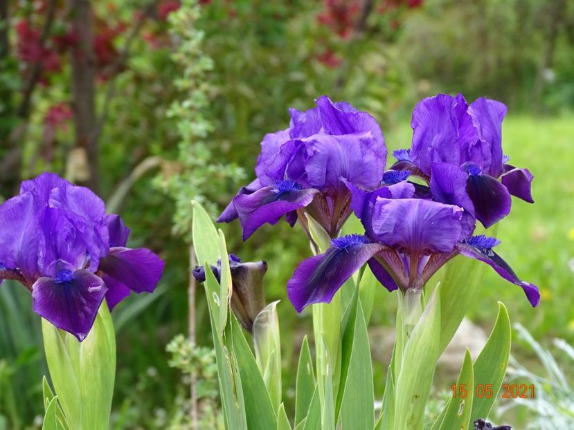  - Irisi si bujori 2021