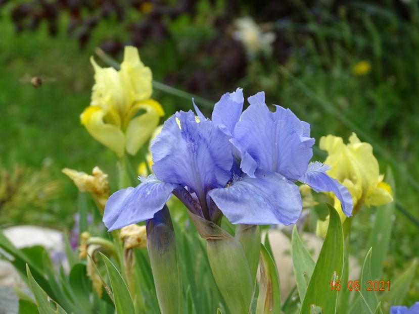  - Irisi si bujori 2021