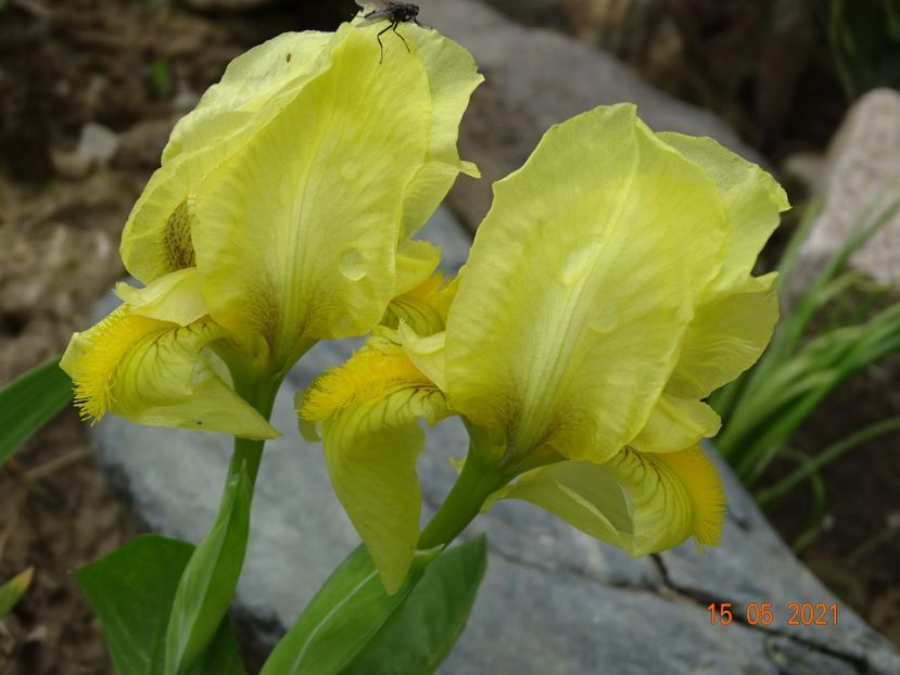 reichenbachii - Irisi si bujori 2021