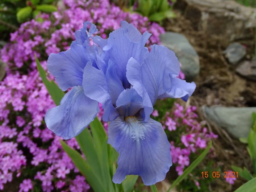 Sapphire Gem - Irisi si bujori 2021