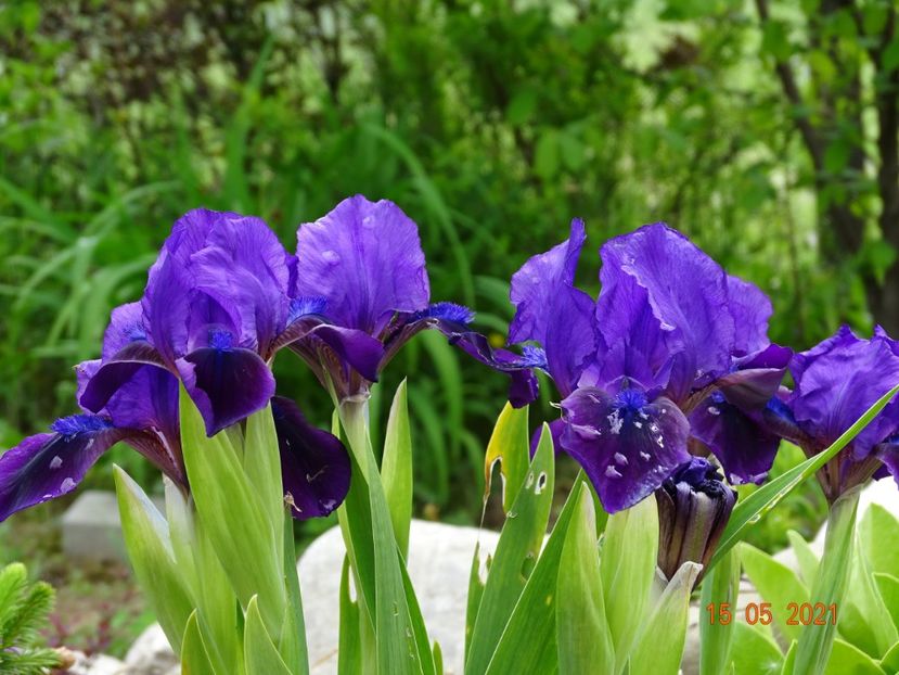 Autumn Jester - Irisi si bujori 2021