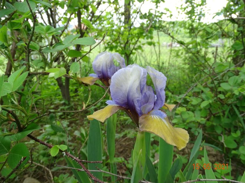 Music Box - Irisi si bujori 2021