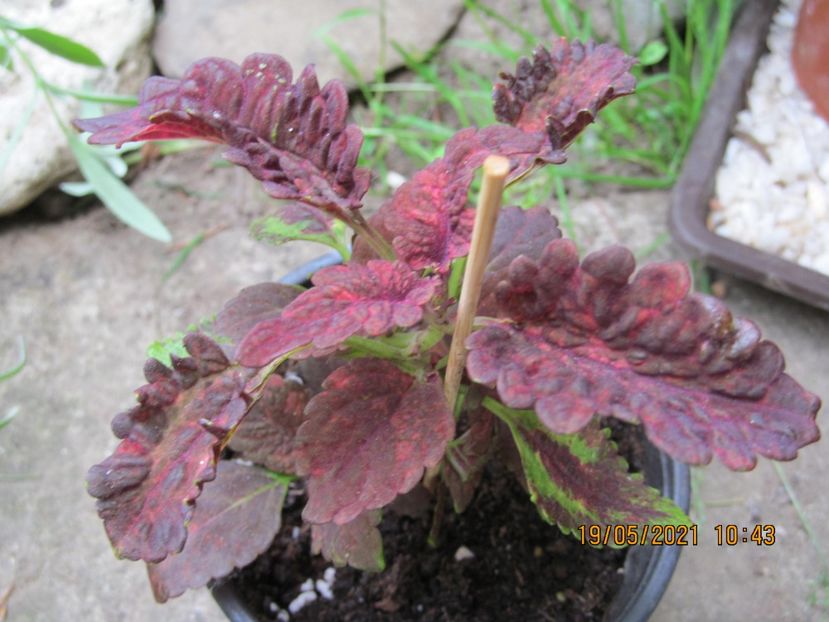  - COLEUS