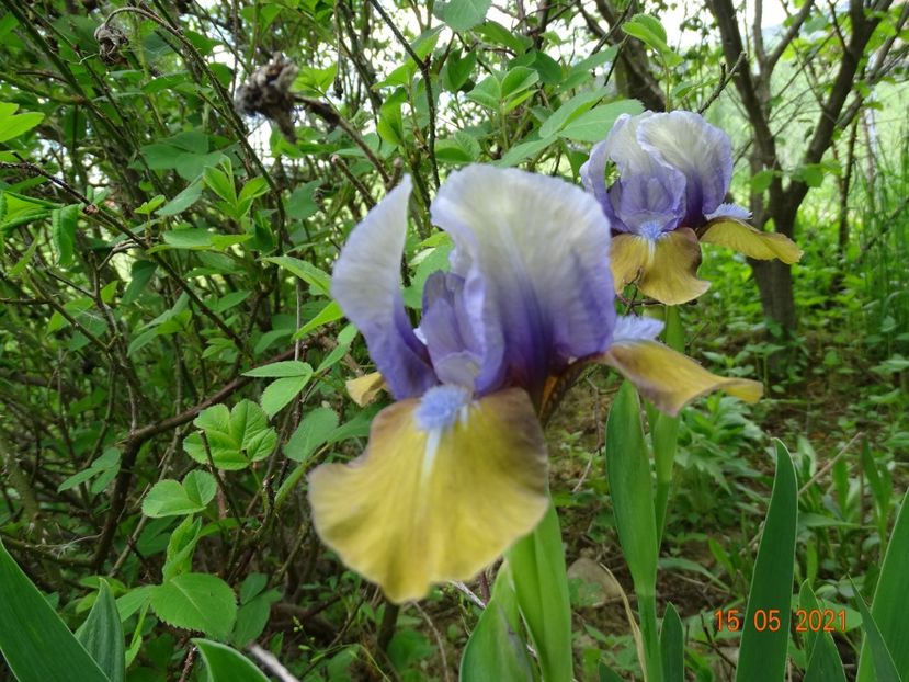  - Irisi si bujori 2021