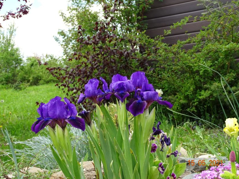  - Irisi si bujori 2021