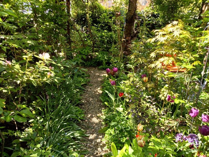  - Grădina 2021 continuare 1